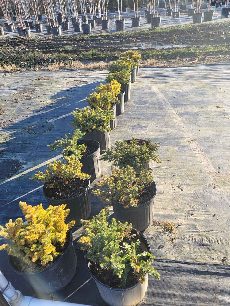 juniperus-conferta-blue-pacific-shore-juniper