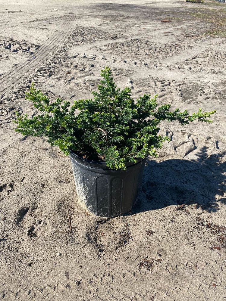 juniperus-conferta-blue-pacific-shore-juniper