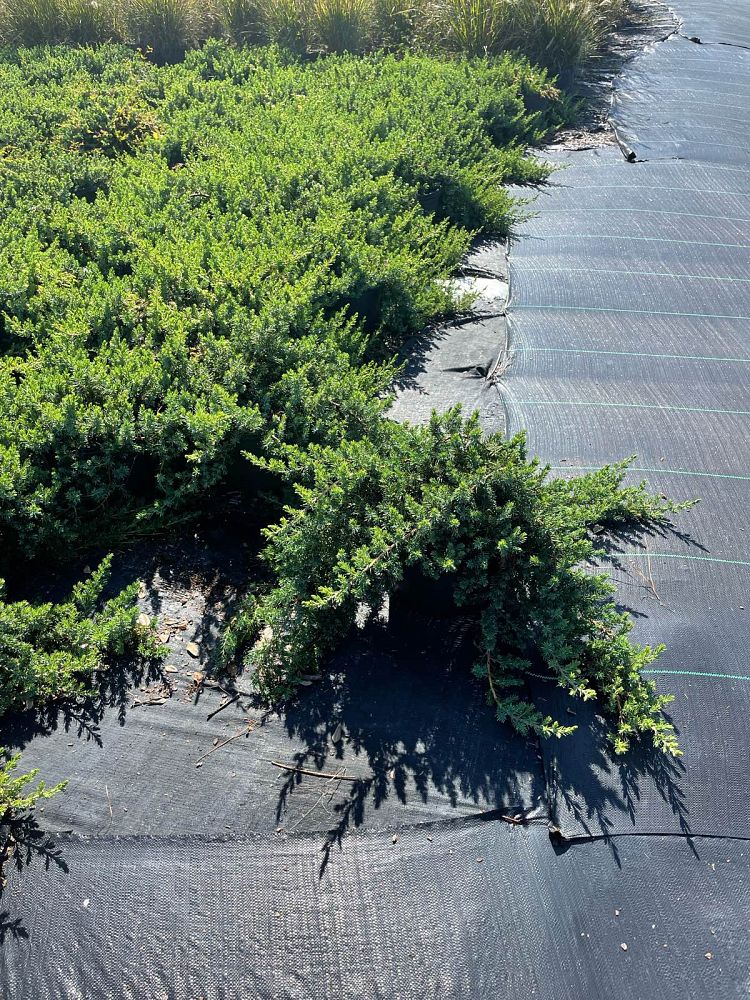 juniperus-conferta-blue-pacific-shore-juniper