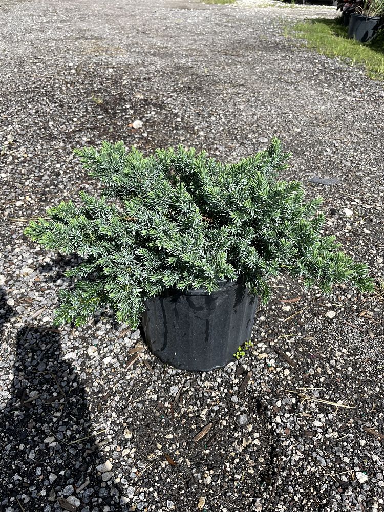 juniperus-conferta-blue-pacific-shore-juniper