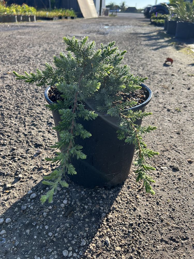 juniperus-conferta-blue-pacific-shore-juniper