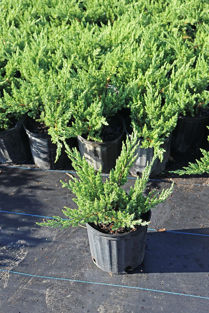 juniperus-conferta-blue-pacific-shore-juniper