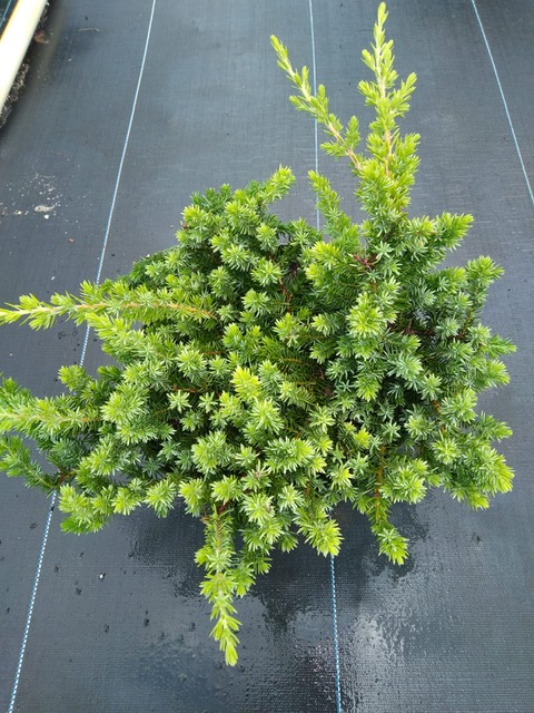 juniperus-conferta-blue-pacific-shore-juniper