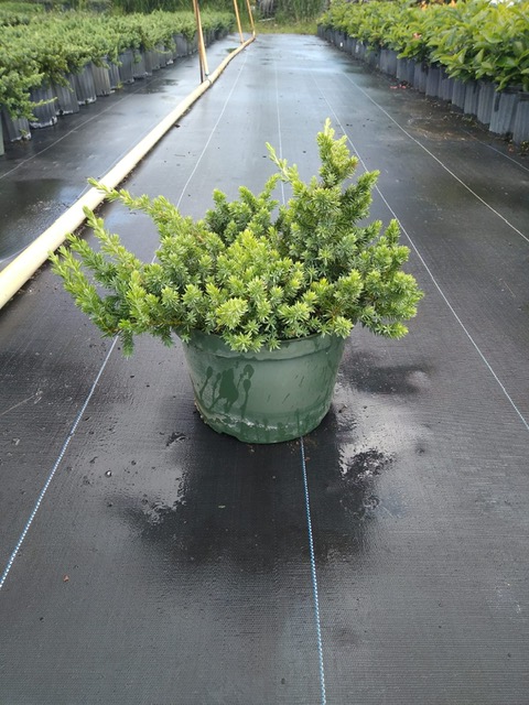 juniperus-conferta-blue-pacific-shore-juniper