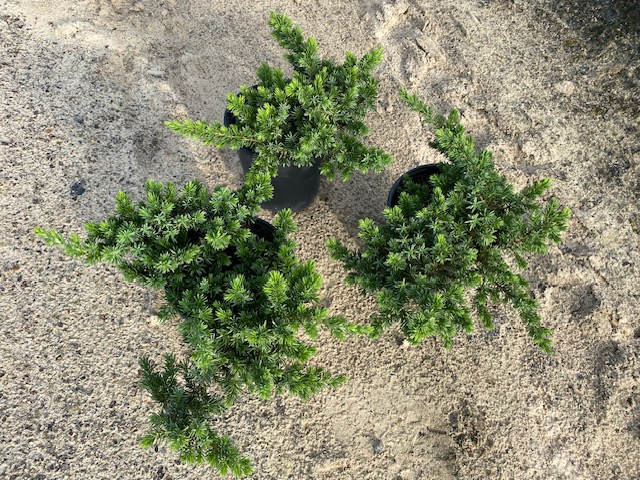 juniperus-conferta-blue-pacific-shore-juniper