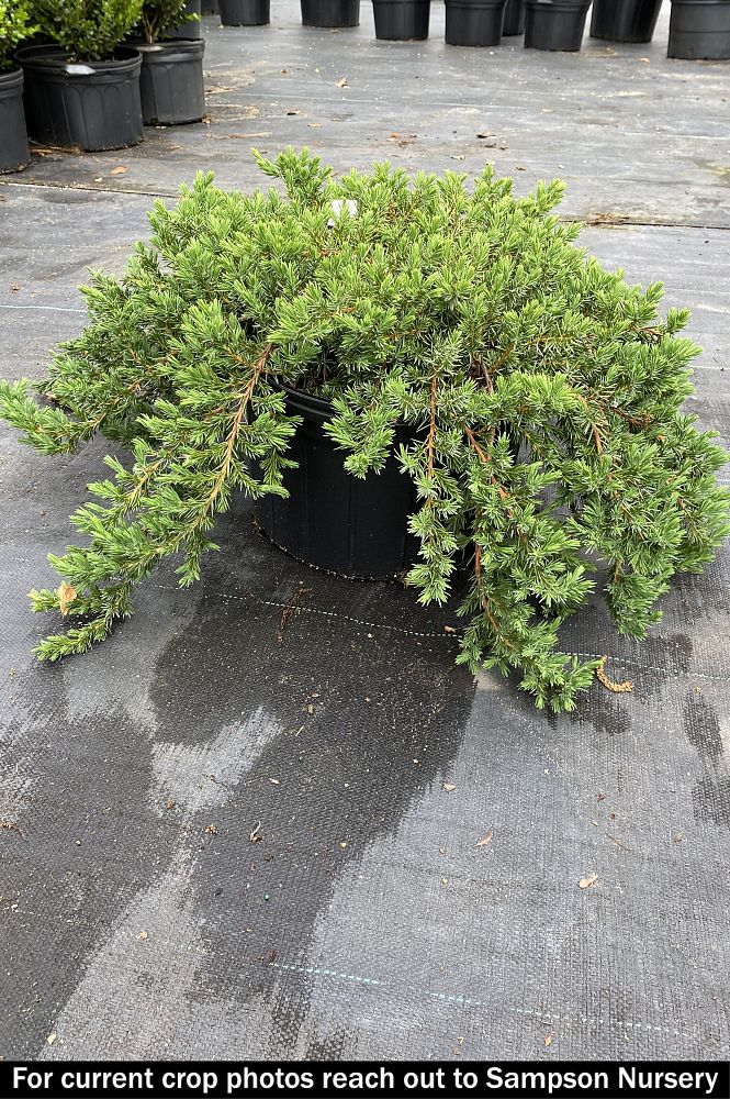 juniperus-conferta-blue-pacific-shore-juniper