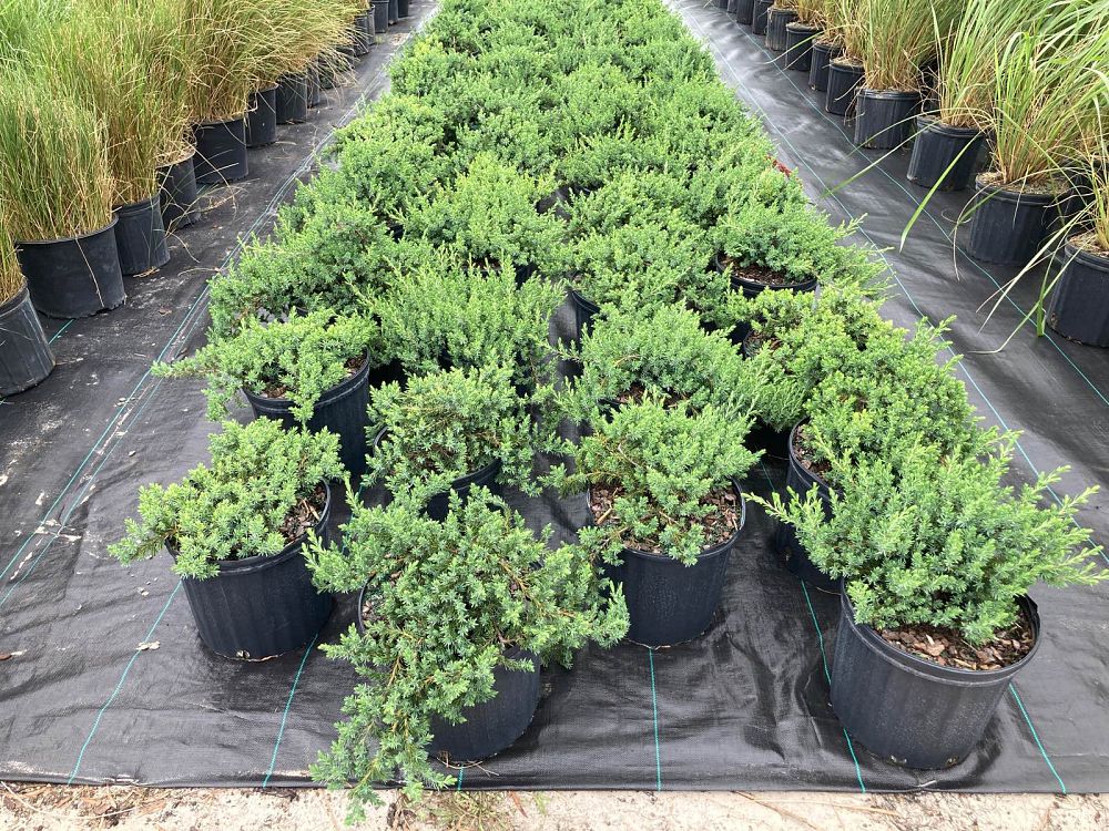 juniperus-conferta-blue-pacific-shore-juniper
