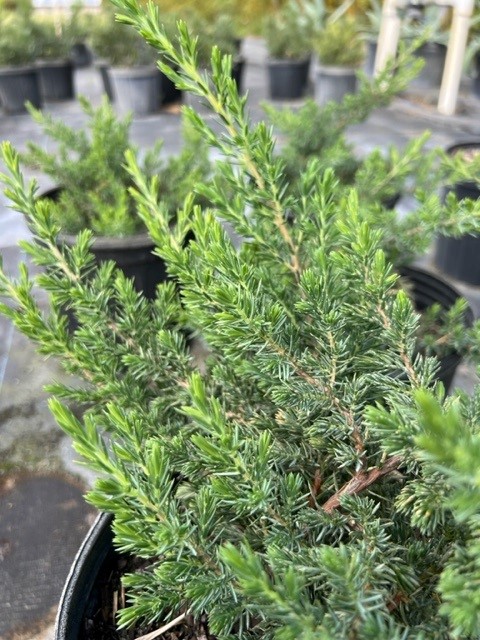 juniperus-conferta-blue-pacific-shore-juniper