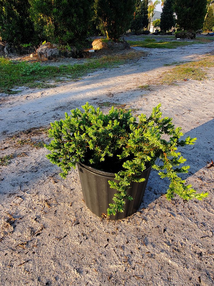 juniperus-conferta-blue-pacific-shore-juniper
