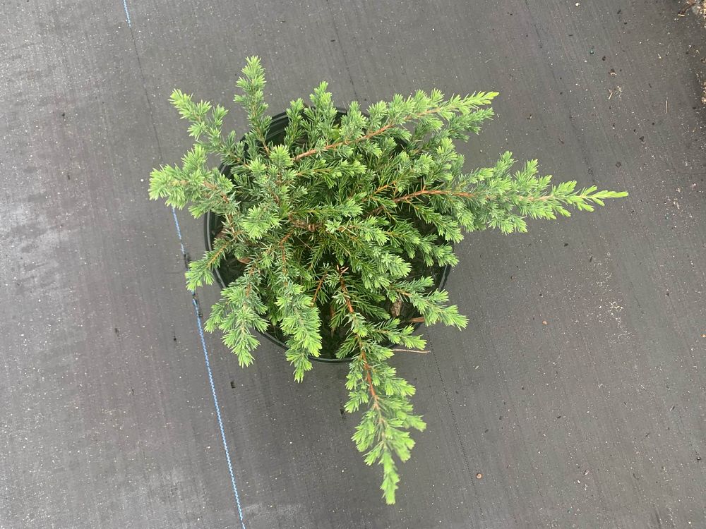 juniperus-conferta-blue-pacific-shore-juniper
