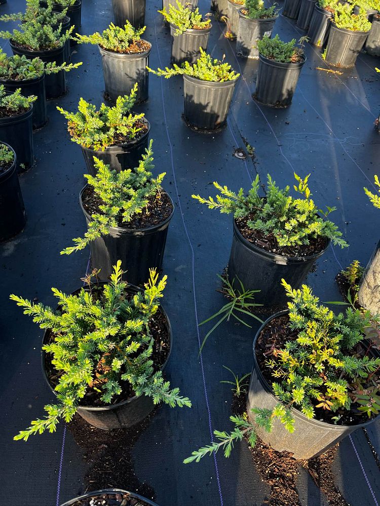 juniperus-conferta-blue-pacific-shore-juniper