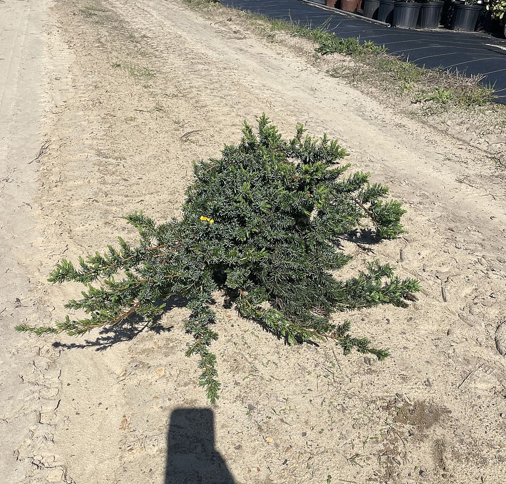 juniperus-conferta-blue-pacific-shore-juniper