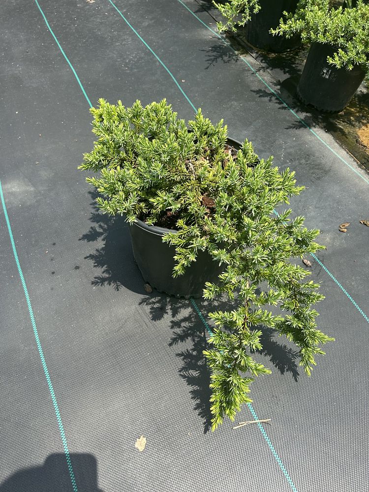 juniperus-conferta-blue-pacific-shore-juniper