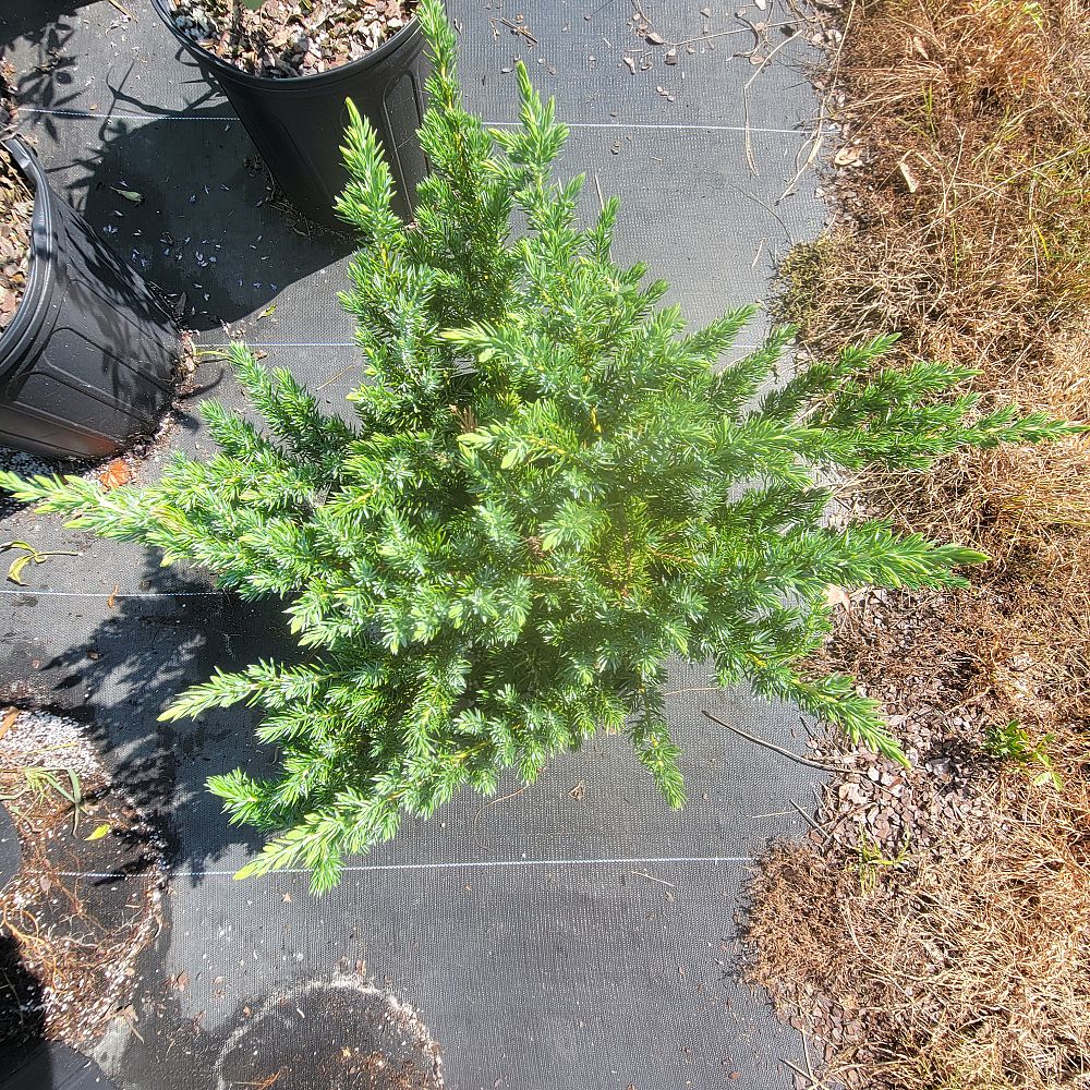 juniperus-conferta-blue-pacific-shore-juniper