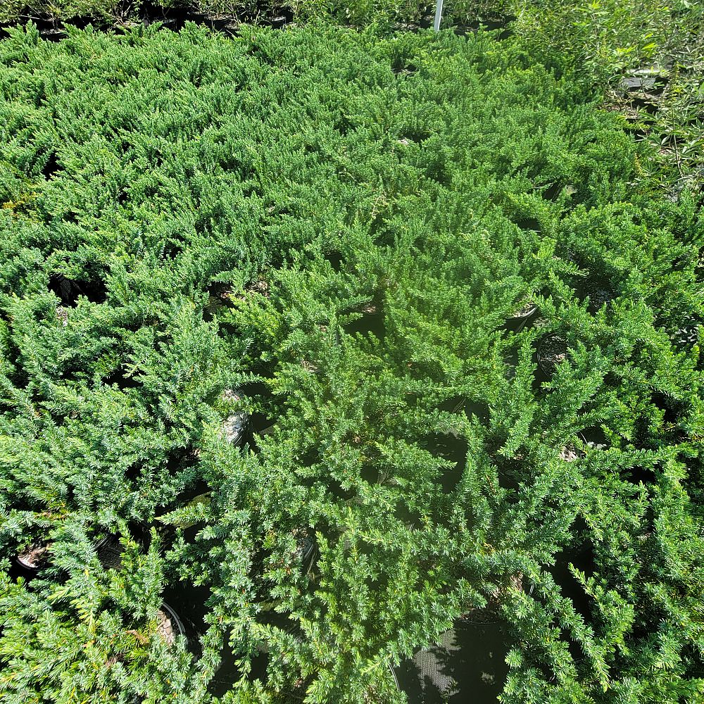 juniperus-conferta-blue-pacific-shore-juniper