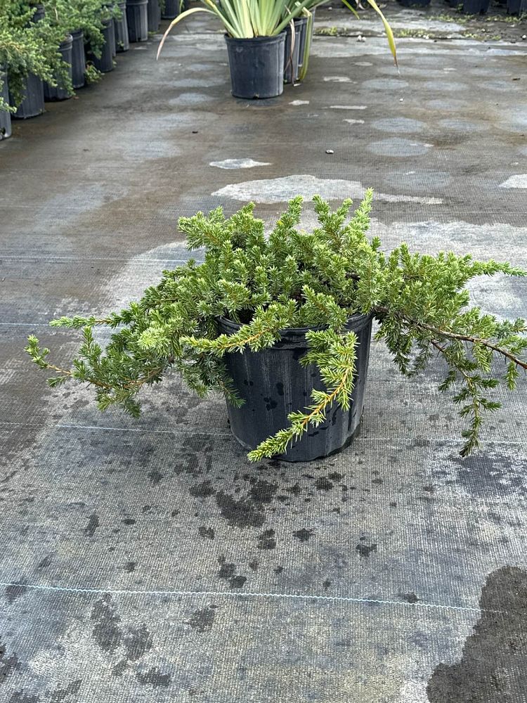 juniperus-conferta-blue-pacific-shore-juniper