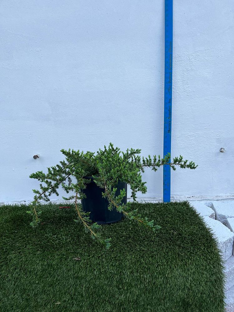 juniperus-conferta-blue-pacific-shore-juniper