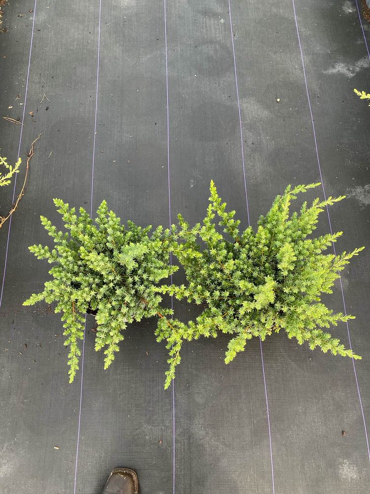 juniperus-conferta-blue-pacific-shore-juniper