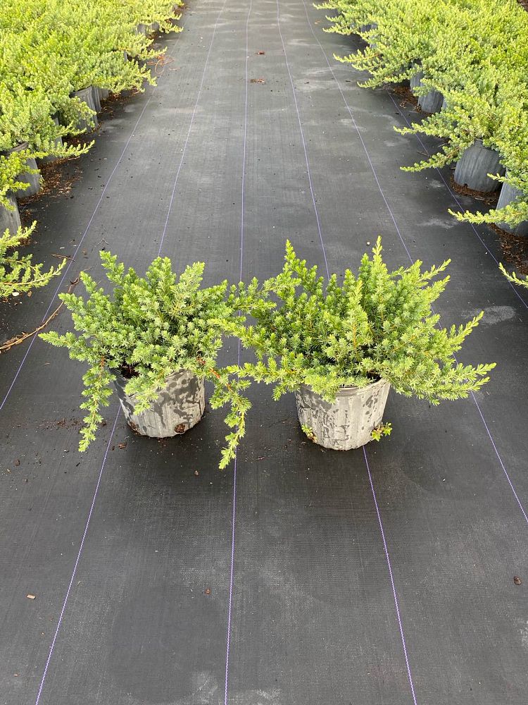 juniperus-conferta-blue-pacific-shore-juniper