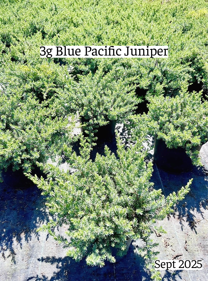 juniperus-conferta-blue-pacific-shore-juniper