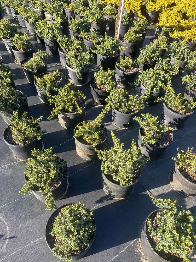 juniperus-conferta-blue-pacific-shore-juniper