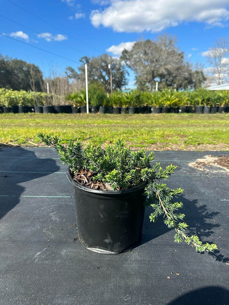 juniperus-conferta-blue-pacific-shore-juniper