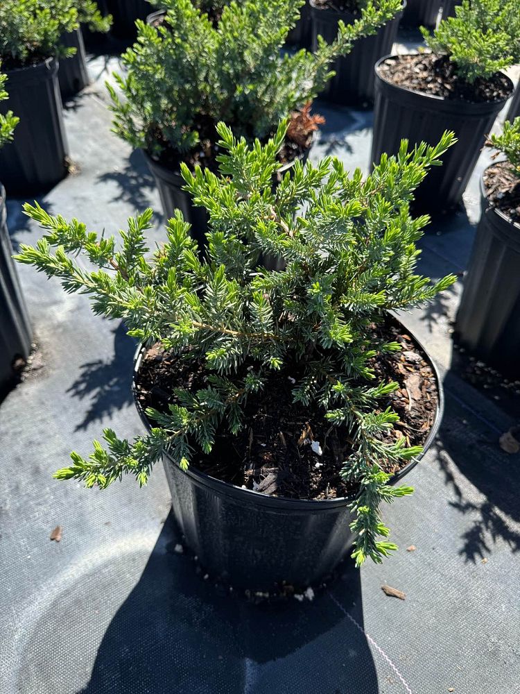 juniperus-conferta-blue-pacific-shore-juniper