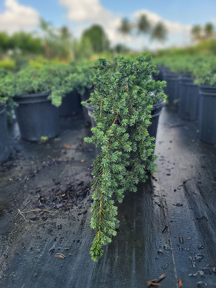 juniperus-conferta-blue-pacific-shore-juniper