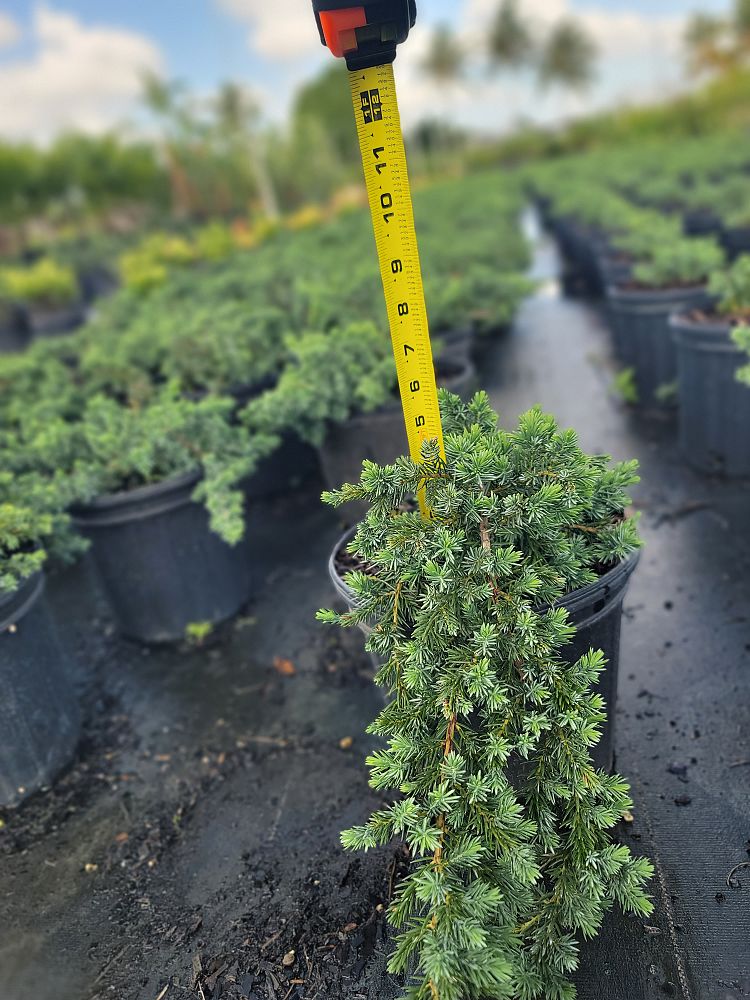 juniperus-conferta-blue-pacific-shore-juniper
