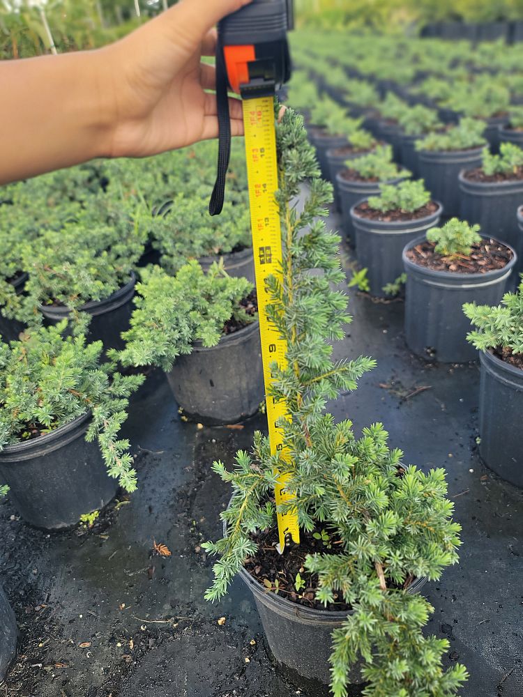 juniperus-conferta-blue-pacific-shore-juniper