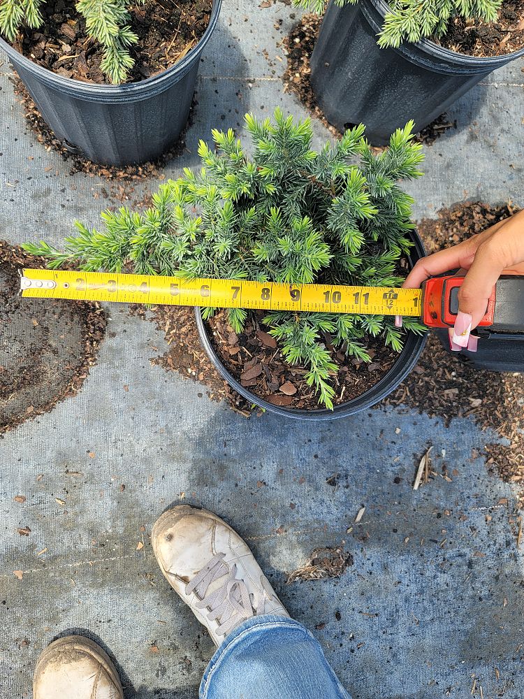 juniperus-conferta-blue-pacific-shore-juniper