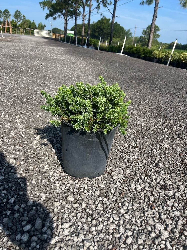 juniperus-conferta-blue-pacific-shore-juniper