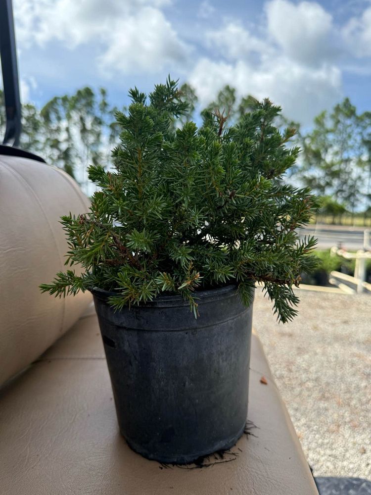 juniperus-conferta-blue-pacific-shore-juniper