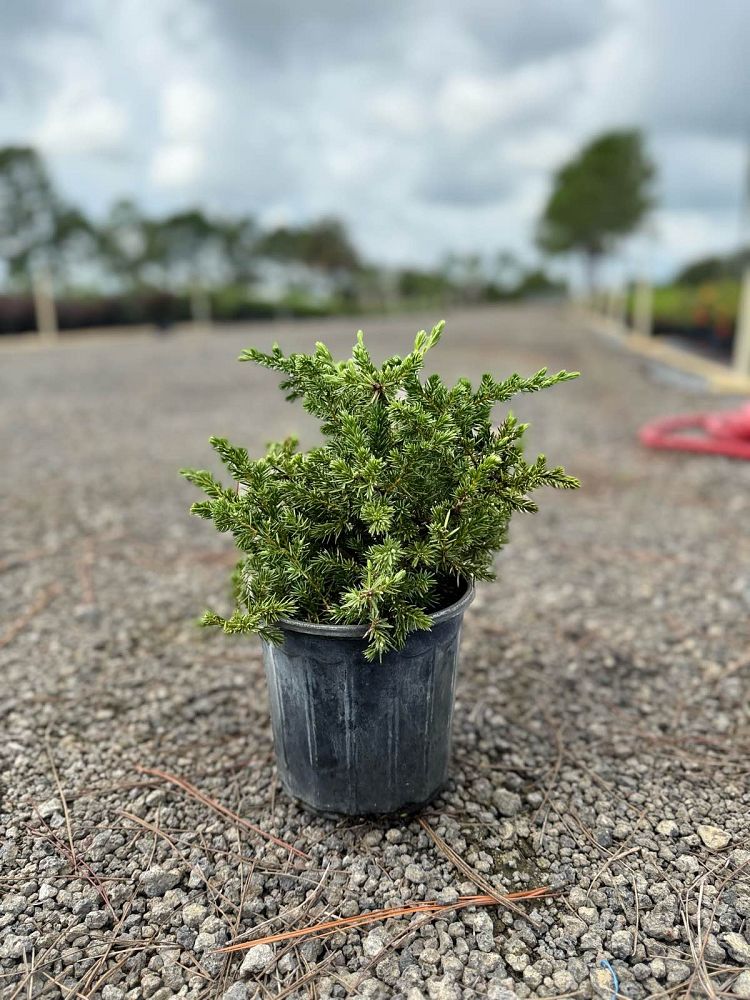 juniperus-conferta-blue-pacific-shore-juniper
