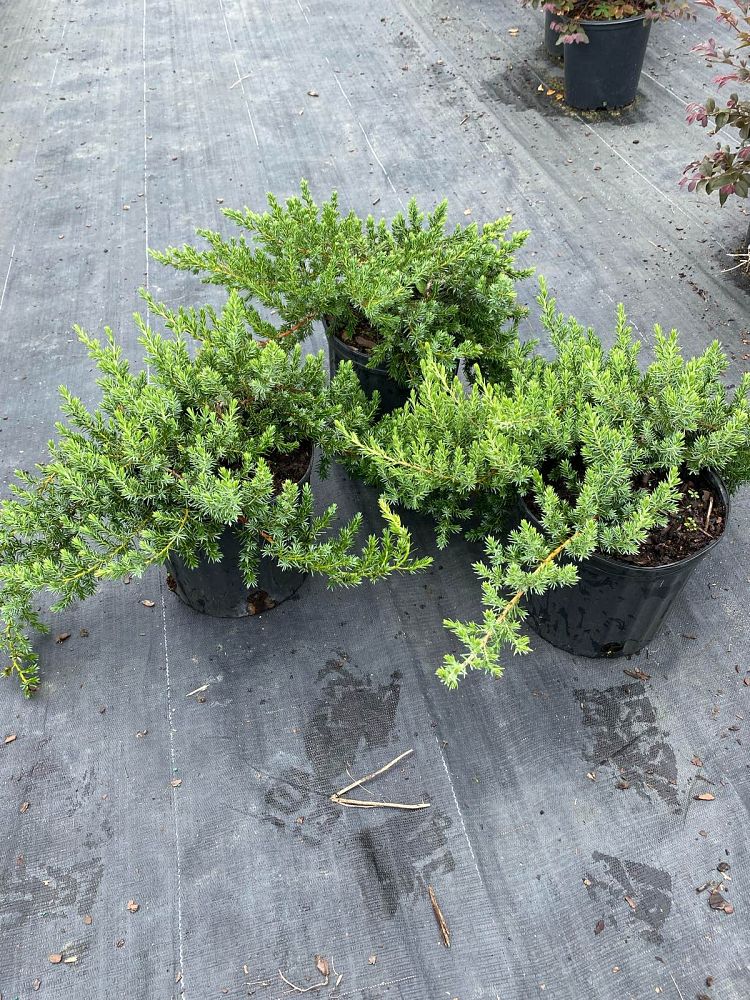 juniperus-conferta-blue-pacific-shore-juniper