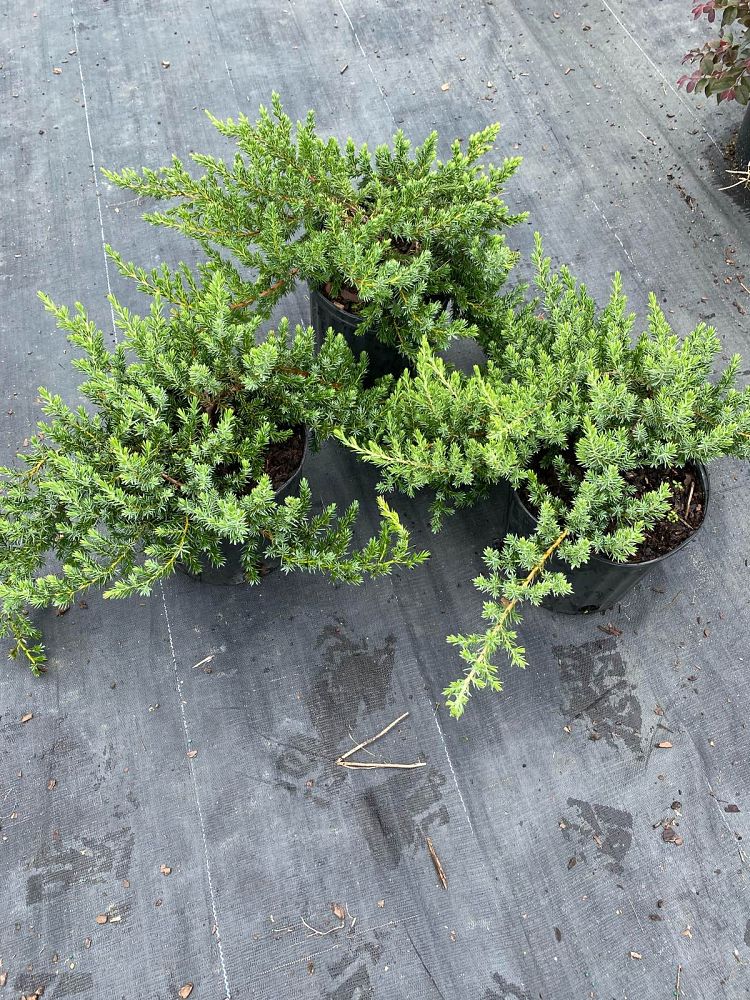juniperus-conferta-blue-pacific-shore-juniper