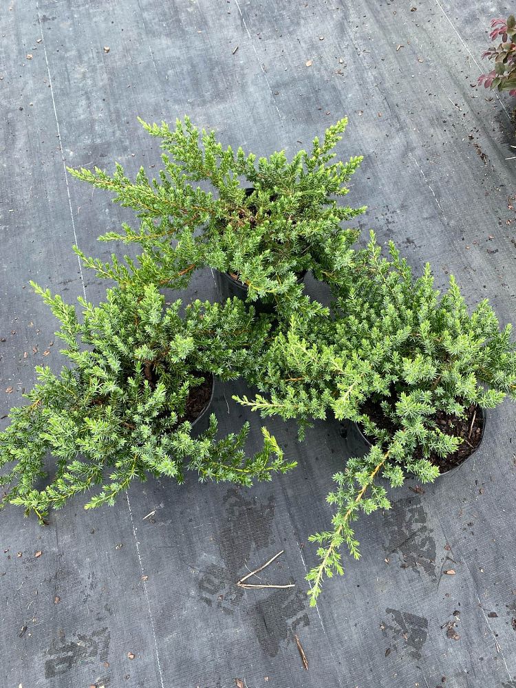 juniperus-conferta-blue-pacific-shore-juniper