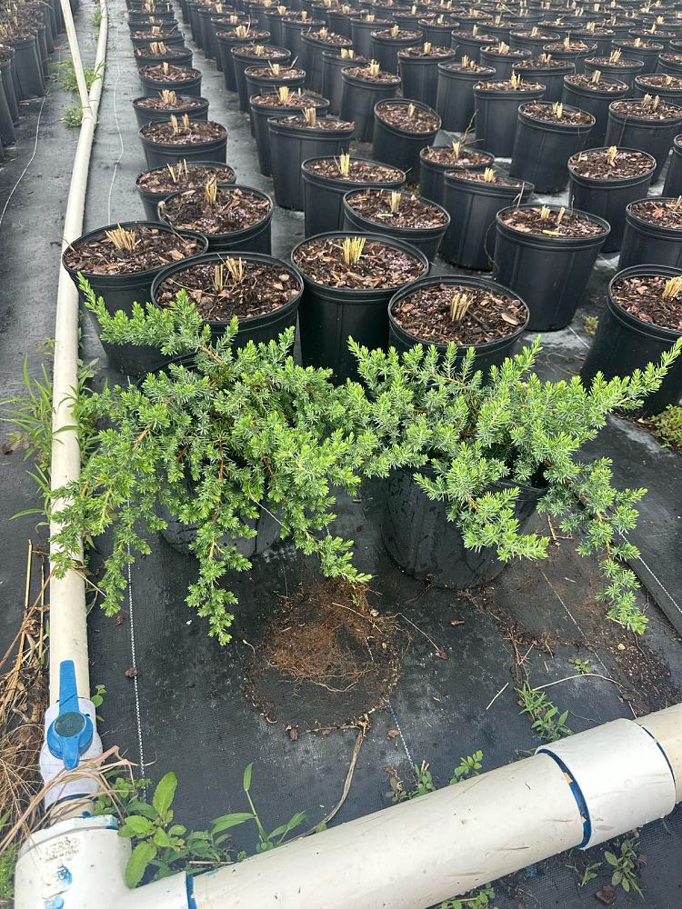 juniperus-conferta-blue-pacific-shore-juniper