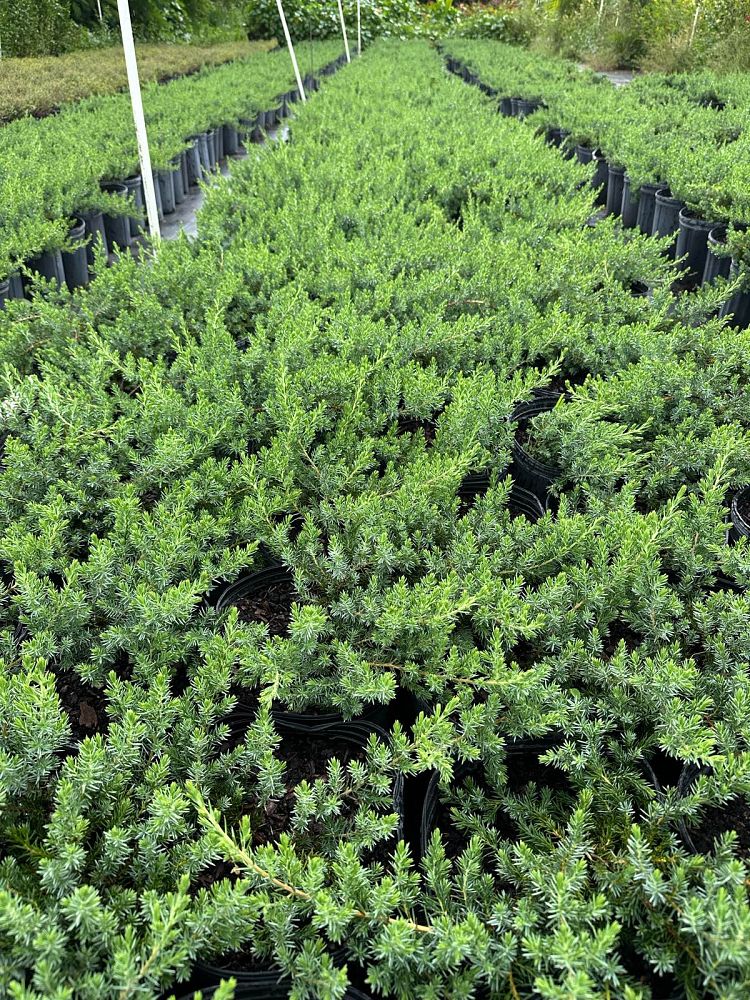 juniperus-conferta-blue-pacific-shore-juniper