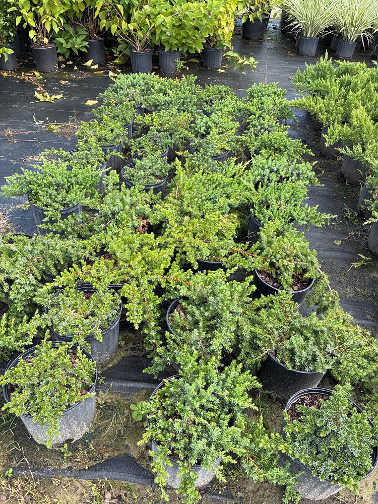 juniperus-conferta-blue-pacific-shore-juniper