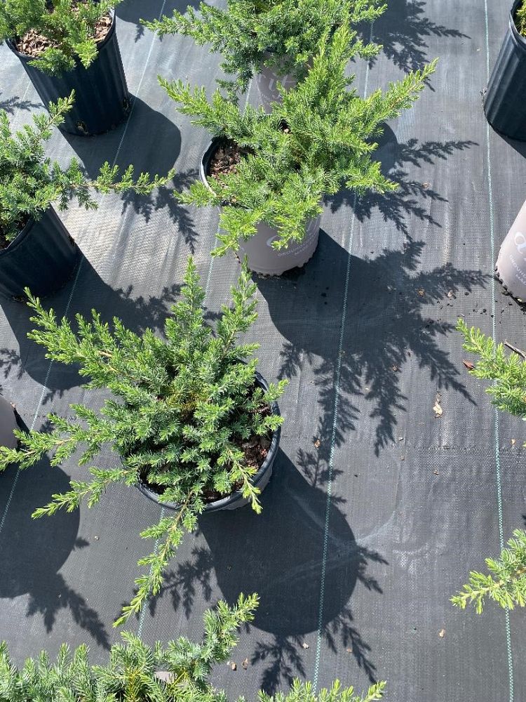 juniperus-conferta-blue-pacific-shore-juniper