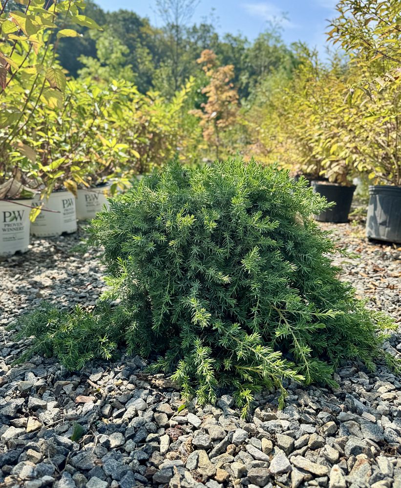 juniperus-conferta-blue-pacific-shore-juniper