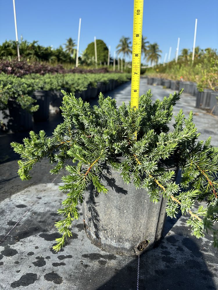 juniperus-conferta-blue-pacific-shore-juniper