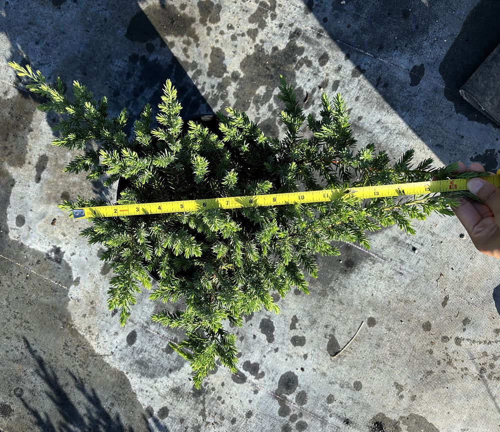 juniperus-conferta-blue-pacific-shore-juniper