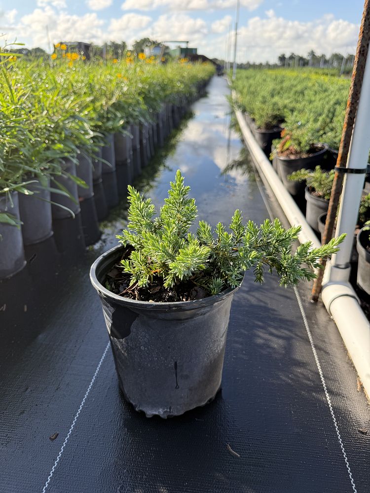 juniperus-conferta-blue-pacific-shore-juniper