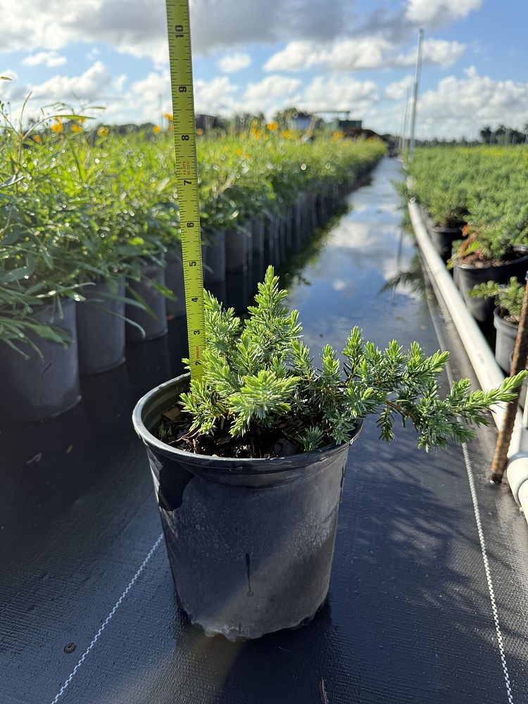 juniperus-conferta-blue-pacific-shore-juniper