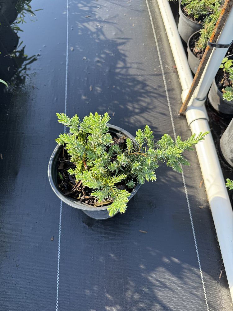 juniperus-conferta-blue-pacific-shore-juniper