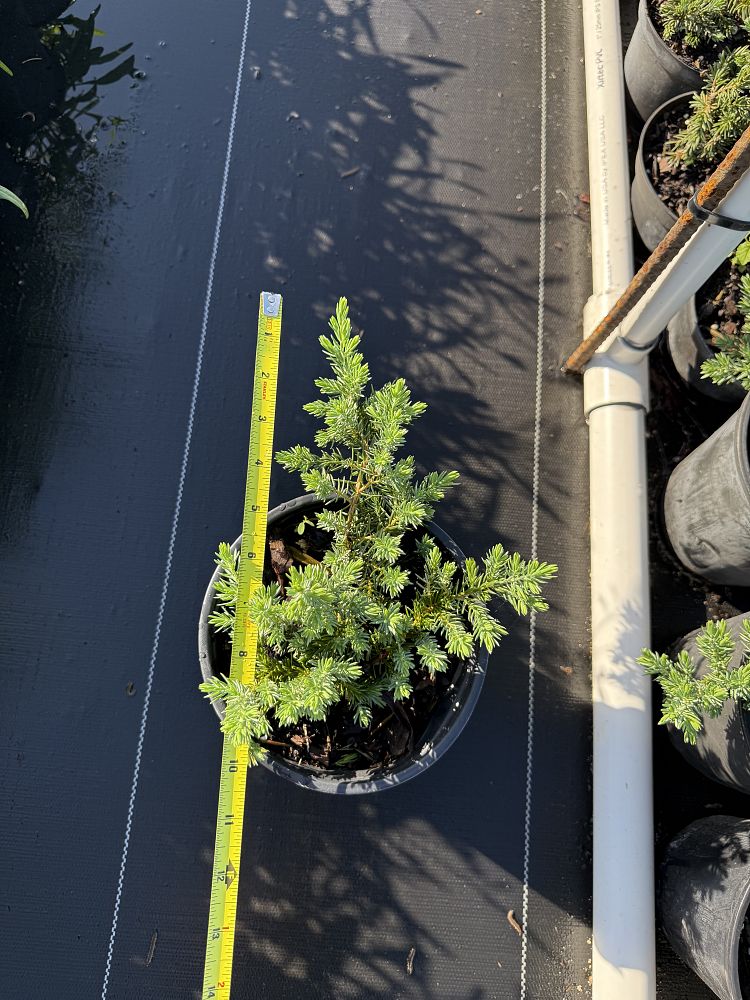 juniperus-conferta-blue-pacific-shore-juniper