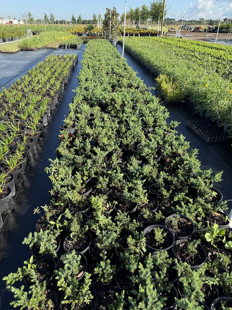 juniperus-conferta-blue-pacific-shore-juniper