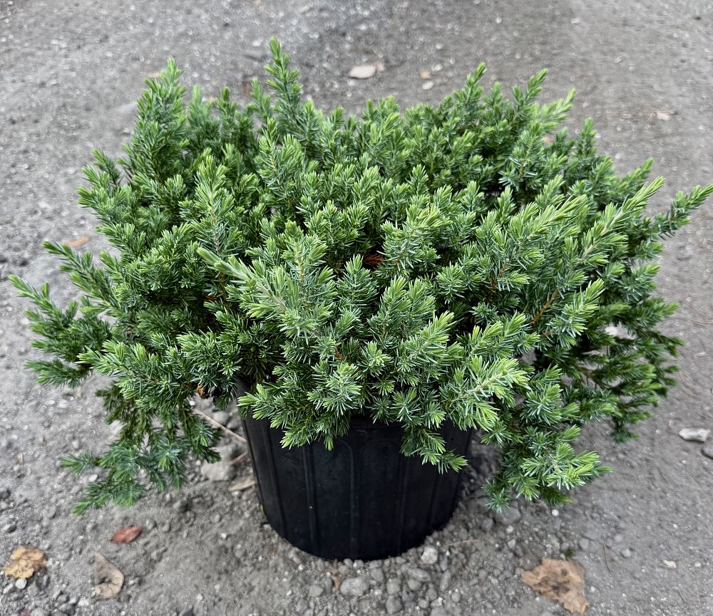 juniperus-conferta-blue-pacific-shore-juniper